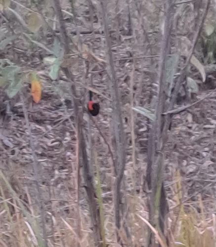 Malurus melanocephalus observed 2026-10-27