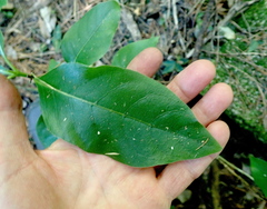 Coprosma macrocarpa minor