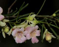 Eremophila sturtii
