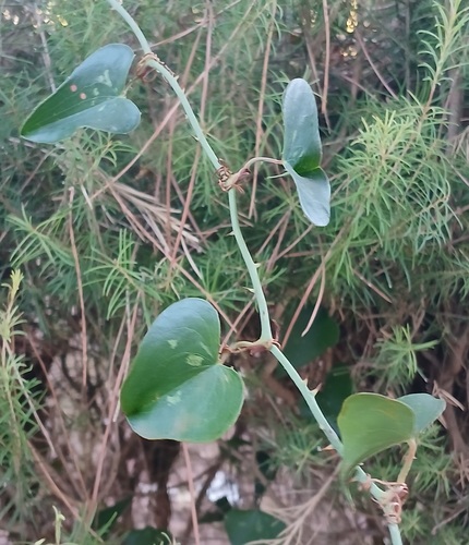 Smilax observed 2026-10-28