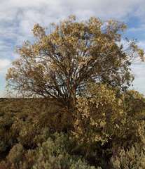 Eremophila sturtii