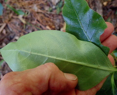 Coprosma macrocarpa minor