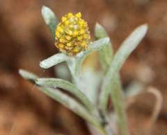 Angianthus