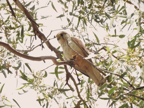 Falco cenchroides observed 2026-10-28