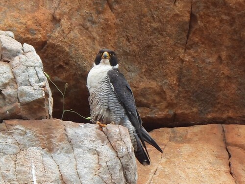 Falco peregrinus observed 2026-10-28