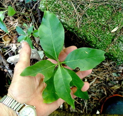 Coprosma macrocarpa minor