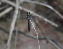 Agrionoptera longitudinalis biserialis