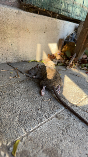 Rattus rattus observed 2026-10-28