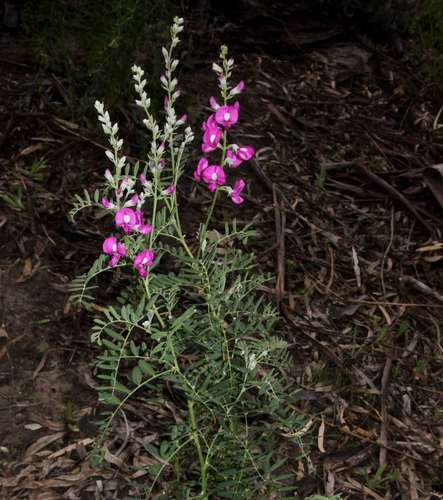 Image of Swainsona greyana by (c) Russell Best, some rights reserved (CC BY)