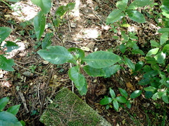 Coprosma macrocarpa minor