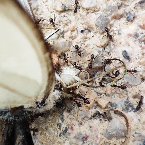 Paratrechina longicornis observed 2026-10-28