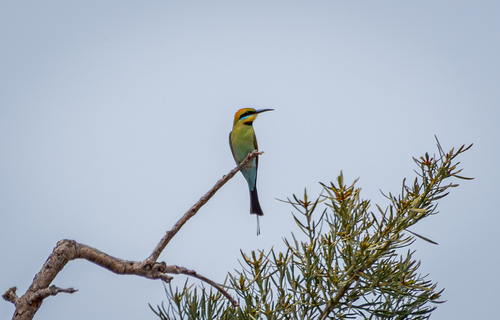 Merops ornatus observed 2026-10-28
