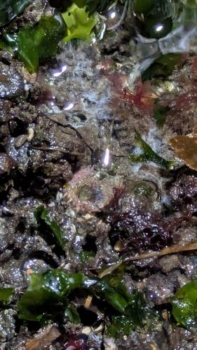Anthopleura observed 2026-10-27