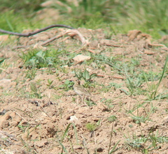 Anthus hodgsoni