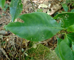 Coprosma macrocarpa minor