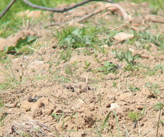 Anthus hodgsoni