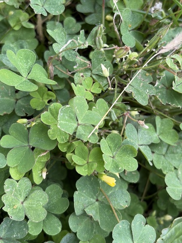 Oxalis corniculata observed 2026-10-28