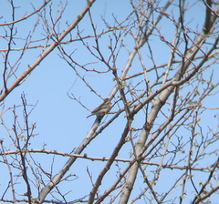 Anthus hodgsoni