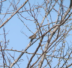 Anthus hodgsoni