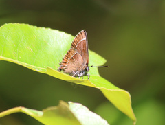 Callophrys johnsoni