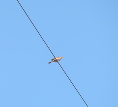 Anthus hodgsoni