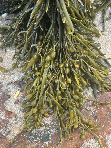 Ascophyllum nodosum observed 2026-10-28