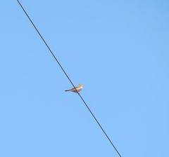 Anthus hodgsoni
