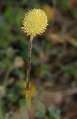 Pycnosorus pleiocephalus