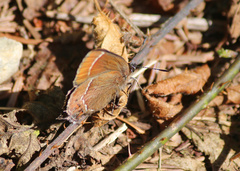 Callophrys johnsoni