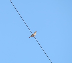 Anthus hodgsoni