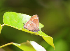 Callophrys johnsoni