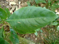 Coprosma macrocarpa minor