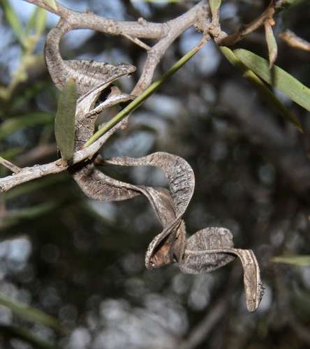 Image of Acacia oswaldii by (c) Russell Best, some rights reserved (CC BY)