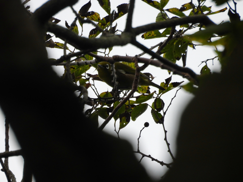Zosterops japonicus observed 2026-10-27