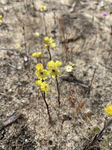 Rhodanthe citrina observed 2026-10-26