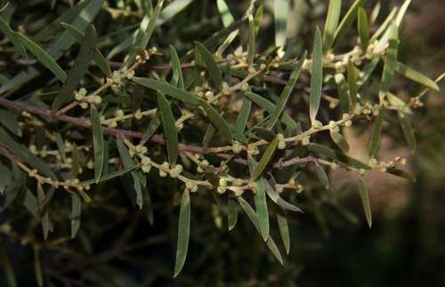 Image of Acacia oswaldii by (c) Russell Best, some rights reserved (CC BY)