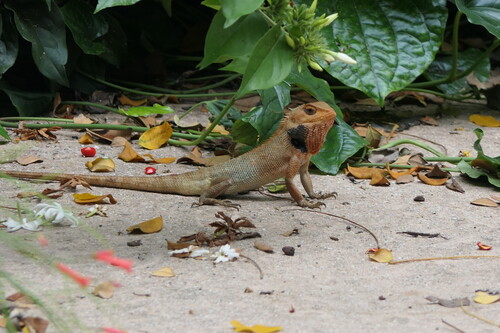 Calotes versicolor observed 2026-10-28