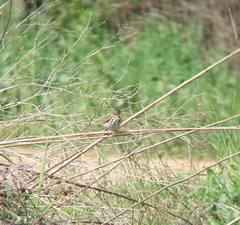 Anthus hodgsoni