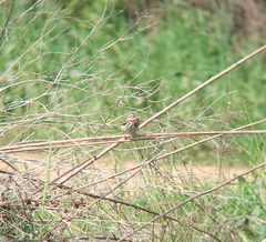 Anthus hodgsoni