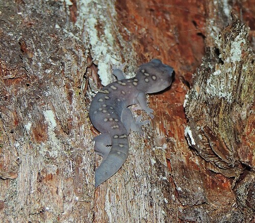 Gecko observed 2026-10-27