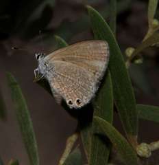 Nacaduba biocellata biocellata