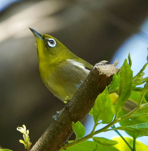Zosterops observed 2026-10-28