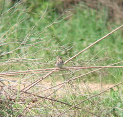 Anthus hodgsoni
