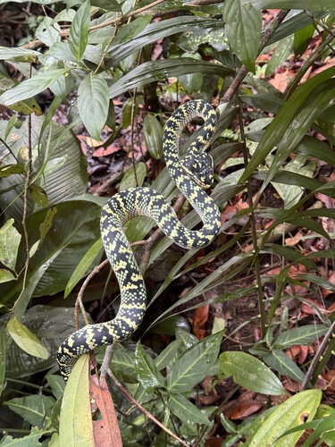 Tropidolaemus wagleri observed 2026-10-28