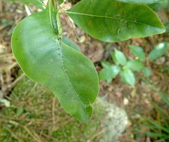 Coprosma macrocarpa minor
