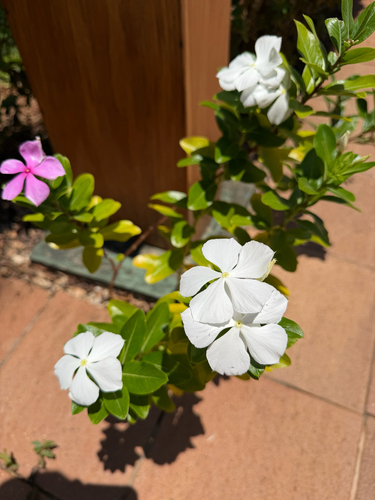 Catharanthus roseus observed 2026-10-28