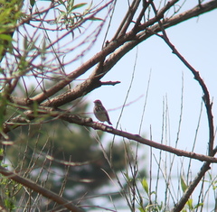 Anthus hodgsoni