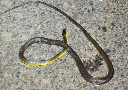 Dendrelaphis observed 2026-10-27