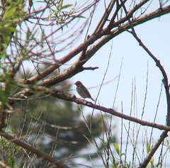 Anthus hodgsoni