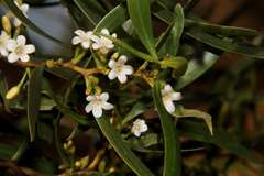 Myoporum platycarpum platycarpum